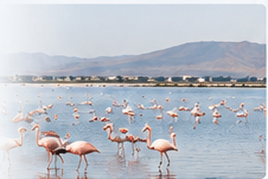 Sambhar Lake